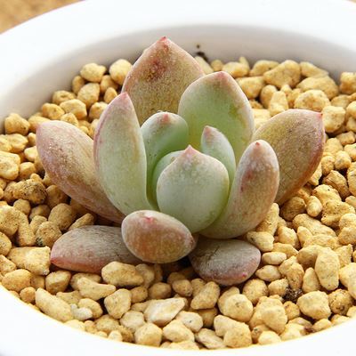 仙人掌及多肉植物 芙蓉雪莲 防辐射 净化空气 多肉盆栽植物 厂家直销 量大从优图片|仙人掌及多肉植物 芙蓉雪莲 防辐射 净化空气 多肉盆栽植物 厂家直销 量大从优产品图片由上海重兴装饰工程公司生产提供-